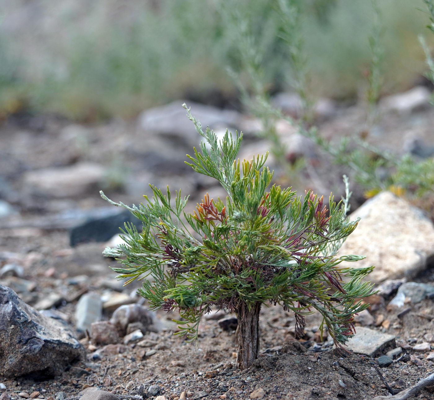 Image of familia Asteraceae specimen.