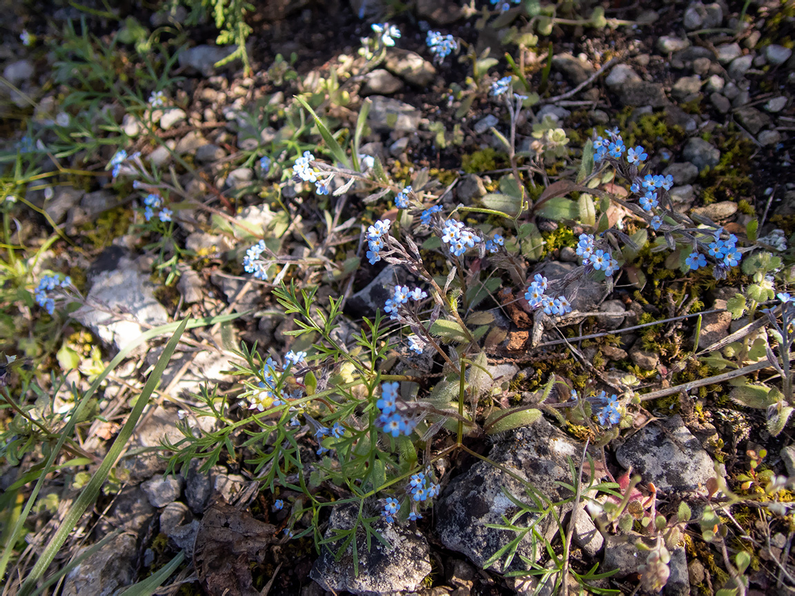 Image of Myosotis incrassata specimen.