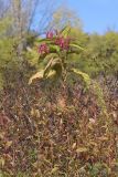 Persicaria orientalis
