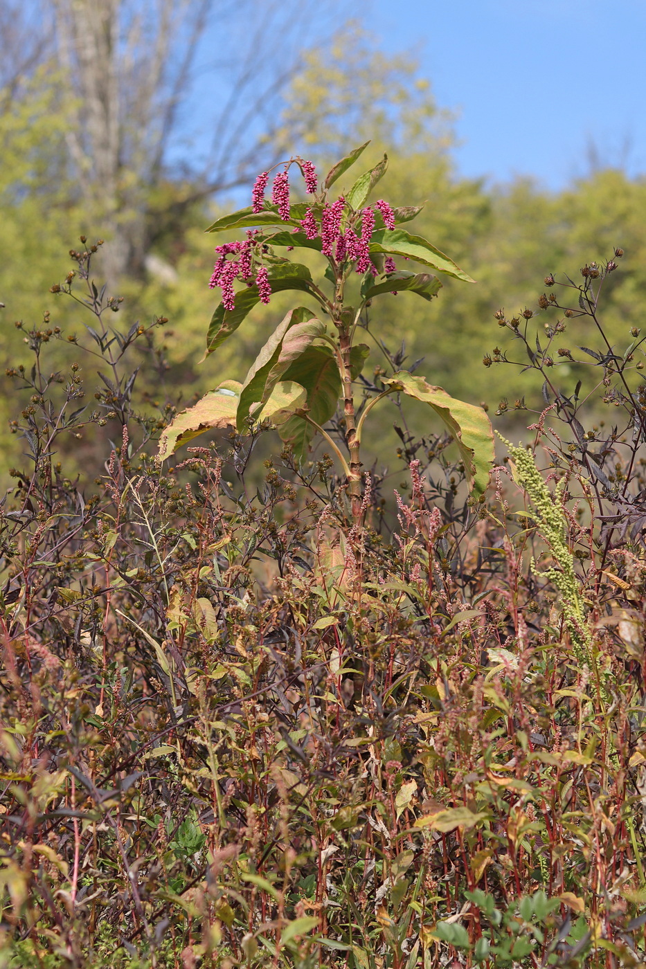 Изображение особи Persicaria orientalis.