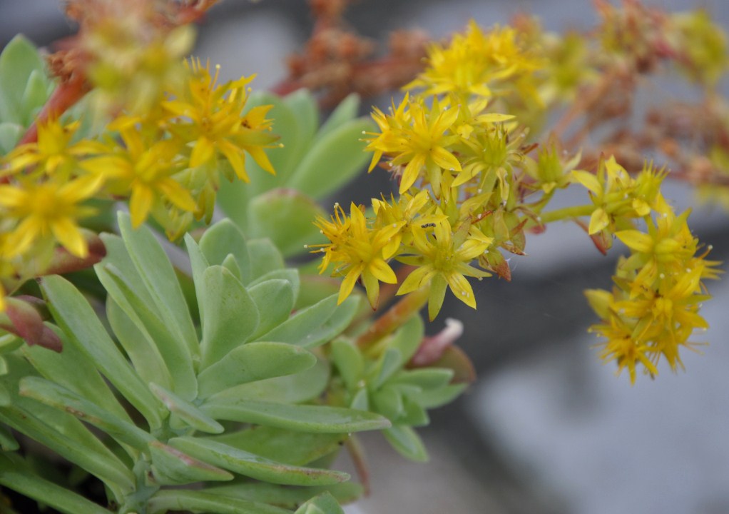 Image of Sedum palmeri specimen.