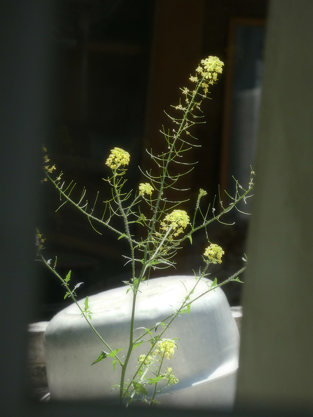 Изображение особи Sisymbrium loeselii.