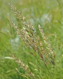 Koeleria macrantha. Соцветия. Ульяновская обл., Мелекесский р-н, дол. р. Бирля, ковыльно-разнотравная степь. 31.05.2024.