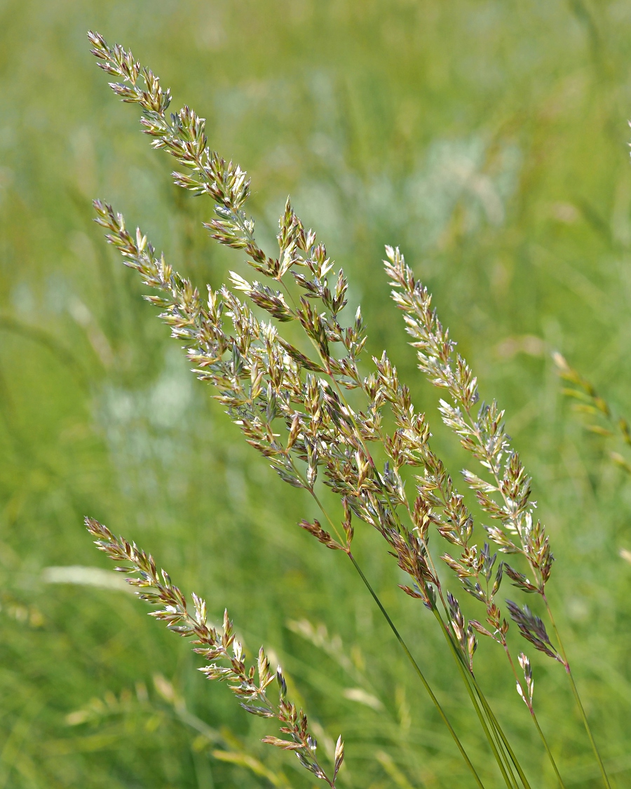 Image of Koeleria macrantha specimen.