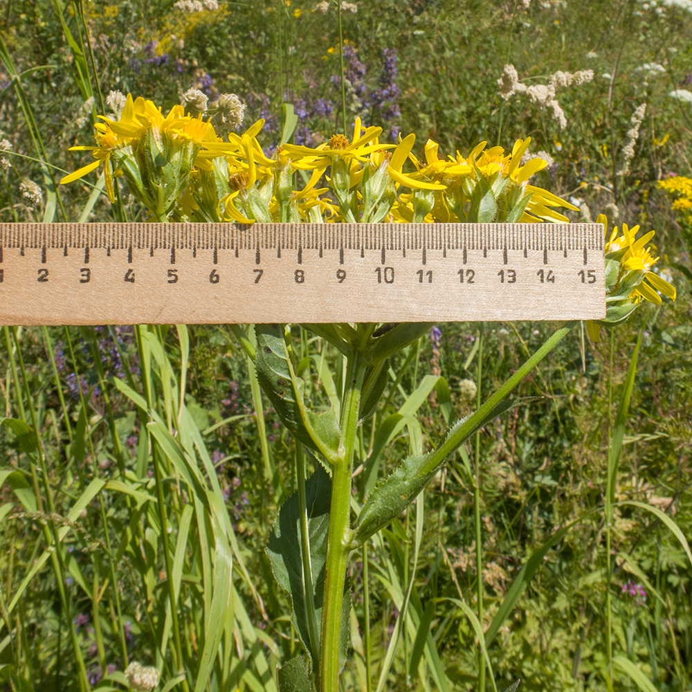 Изображение особи Senecio propinquus.