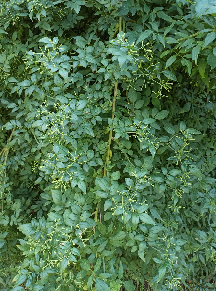 Image of Jasminum floridum specimen.