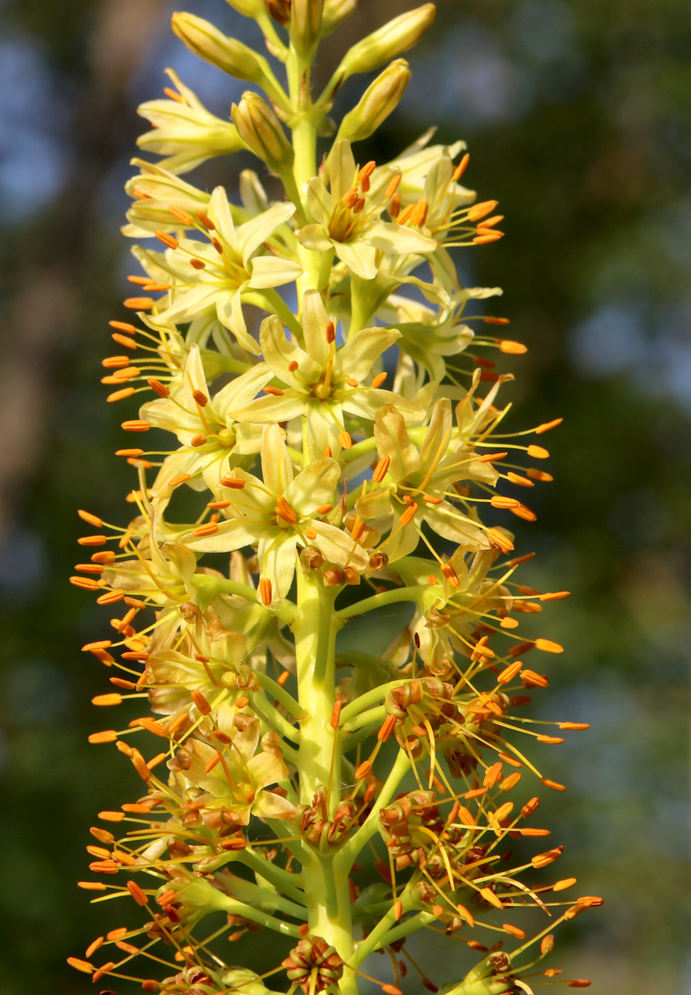 Изображение особи Eremurus spectabilis.