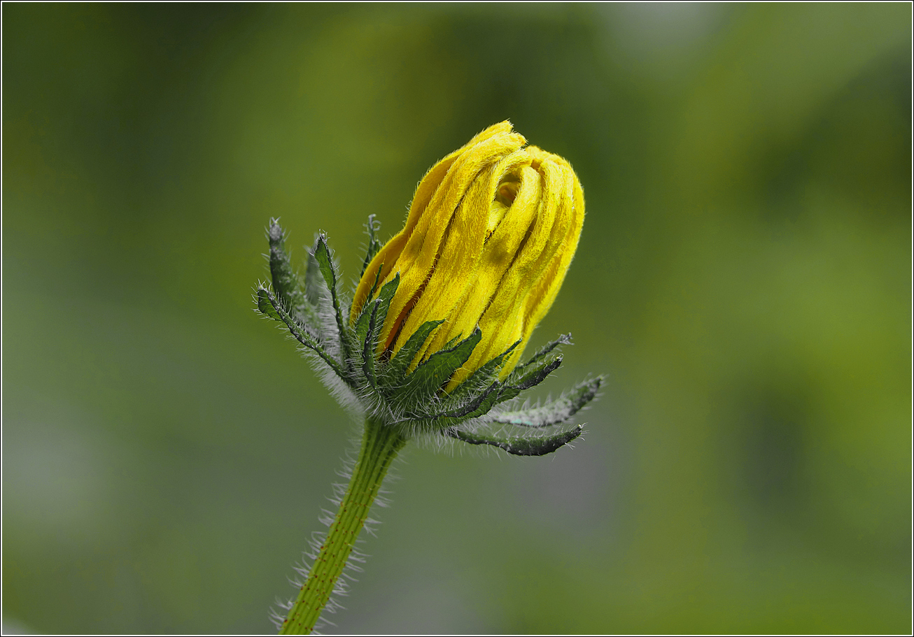 Изображение особи Rudbeckia hirta.