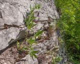 Potentilla recta. Бутонизирующие растения. Краснодарский край, м/о г. Новороссийск, гора Рябкова, ≈ 500 м н.у.м., скальное обнажение. 17.05.2015.