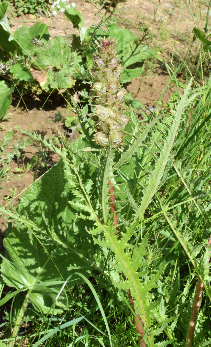 Изображение особи Pedicularis olgae.