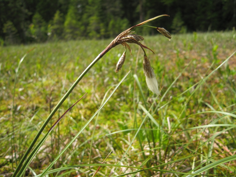 Image of Eriophorum angustifolium specimen.