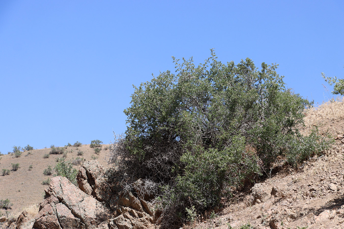 Изображение особи Amygdalus spinosissima.