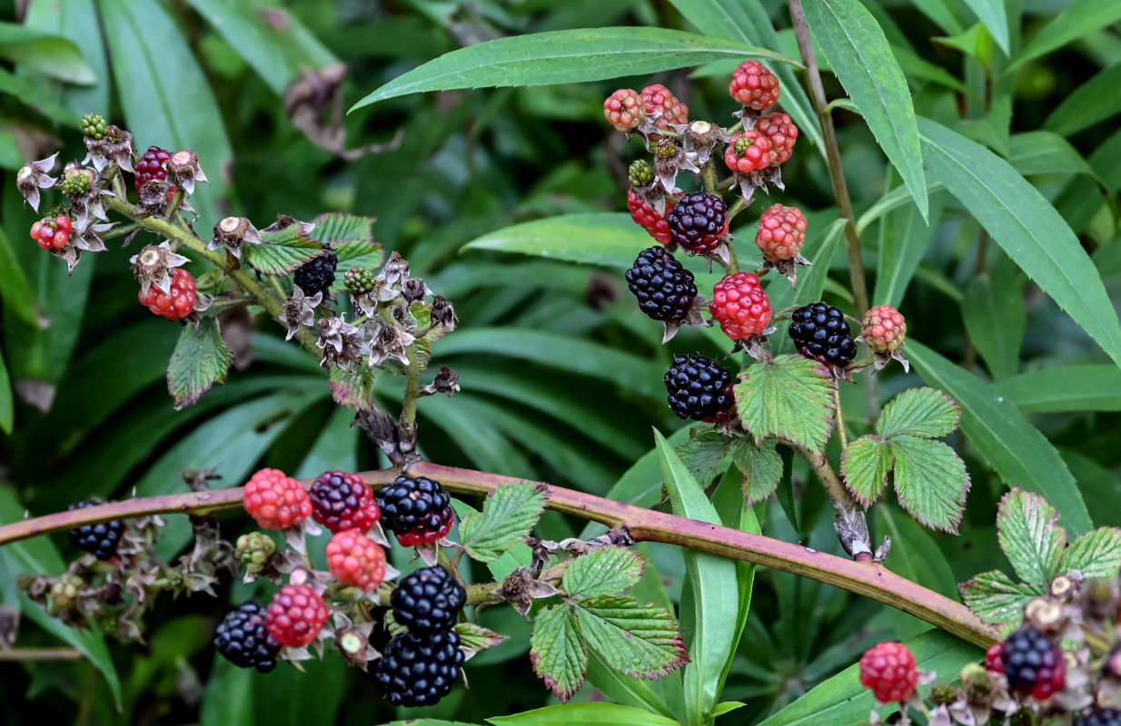 Изображение особи Rubus nessensis.