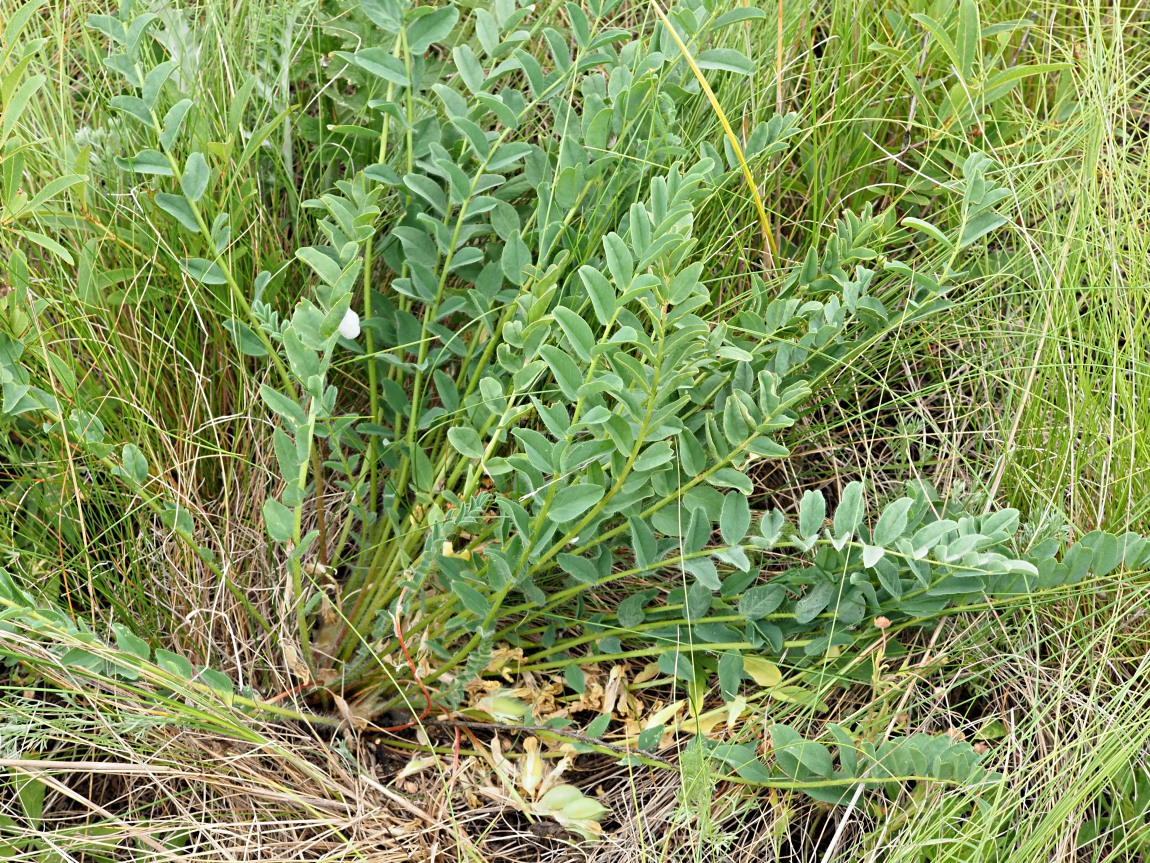 Image of Astragalus henningii specimen.