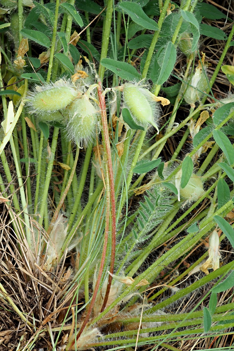 Изображение особи Astragalus henningii.