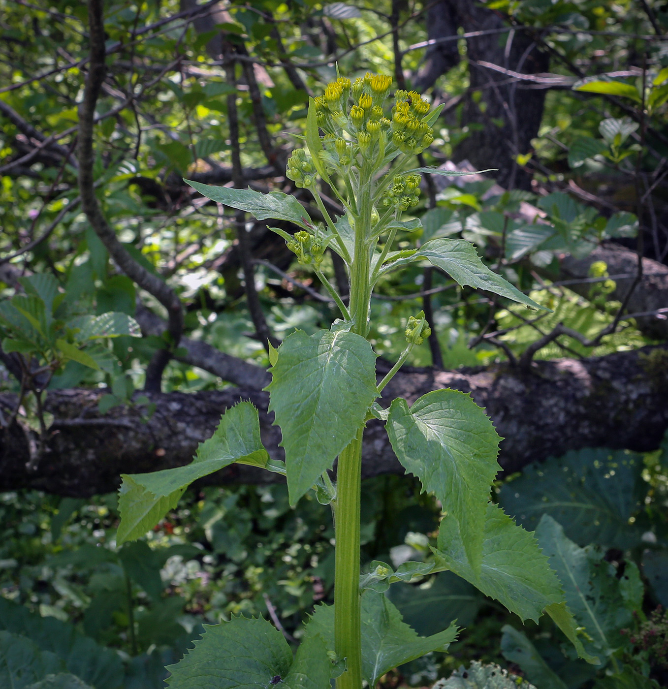 Изображение особи Tephroseris cladobotrys.