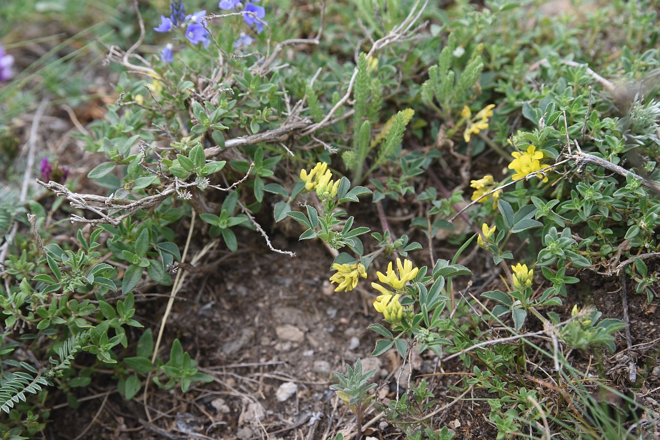 Image of genus Medicago specimen.