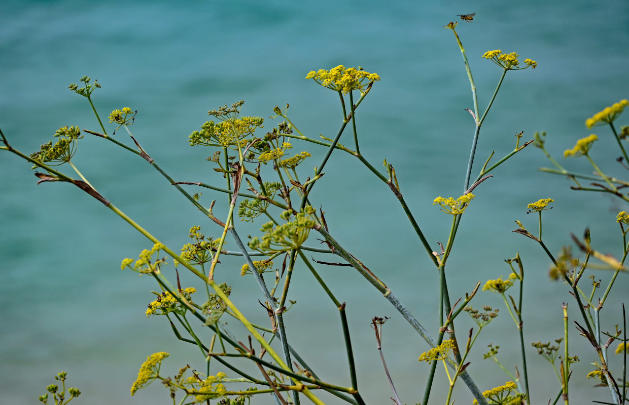 Image of Foeniculum vulgare specimen.