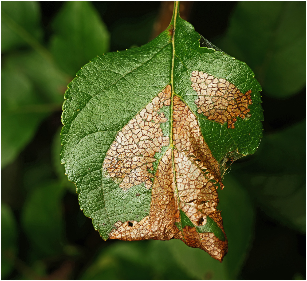 Image of Betula pendula specimen.