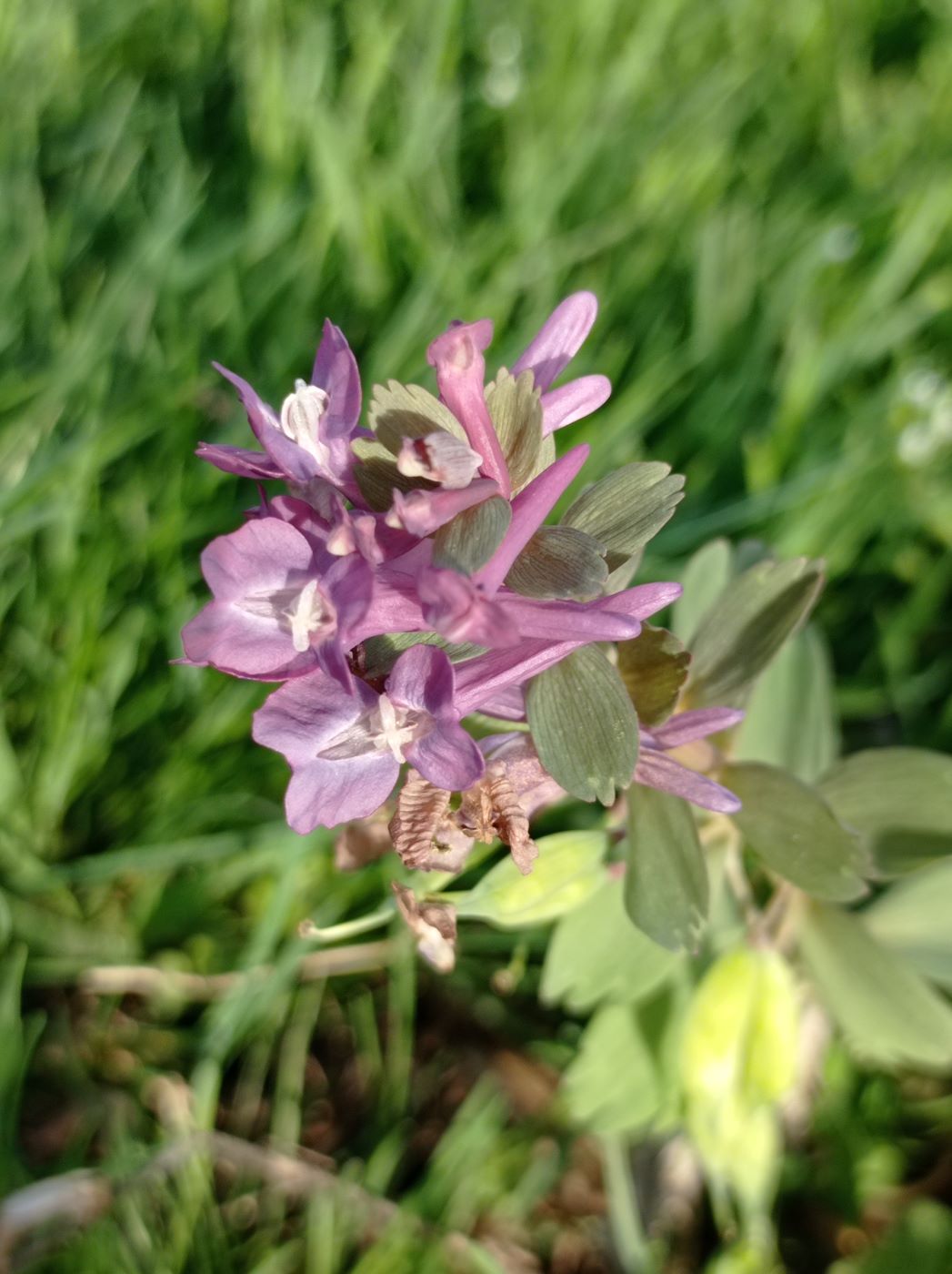 Image of Corydalis solida specimen.