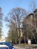 Изображение особи. Автор - Василий Гелюта