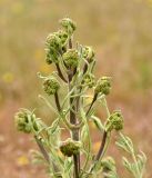 Prangos odontalgica. Нераскрывшееся соцветие. Астраханская обл., Наримановский р-н, окр. с. Николаевка, опустыненная степь, закреплённые пески. 19.04.2026.