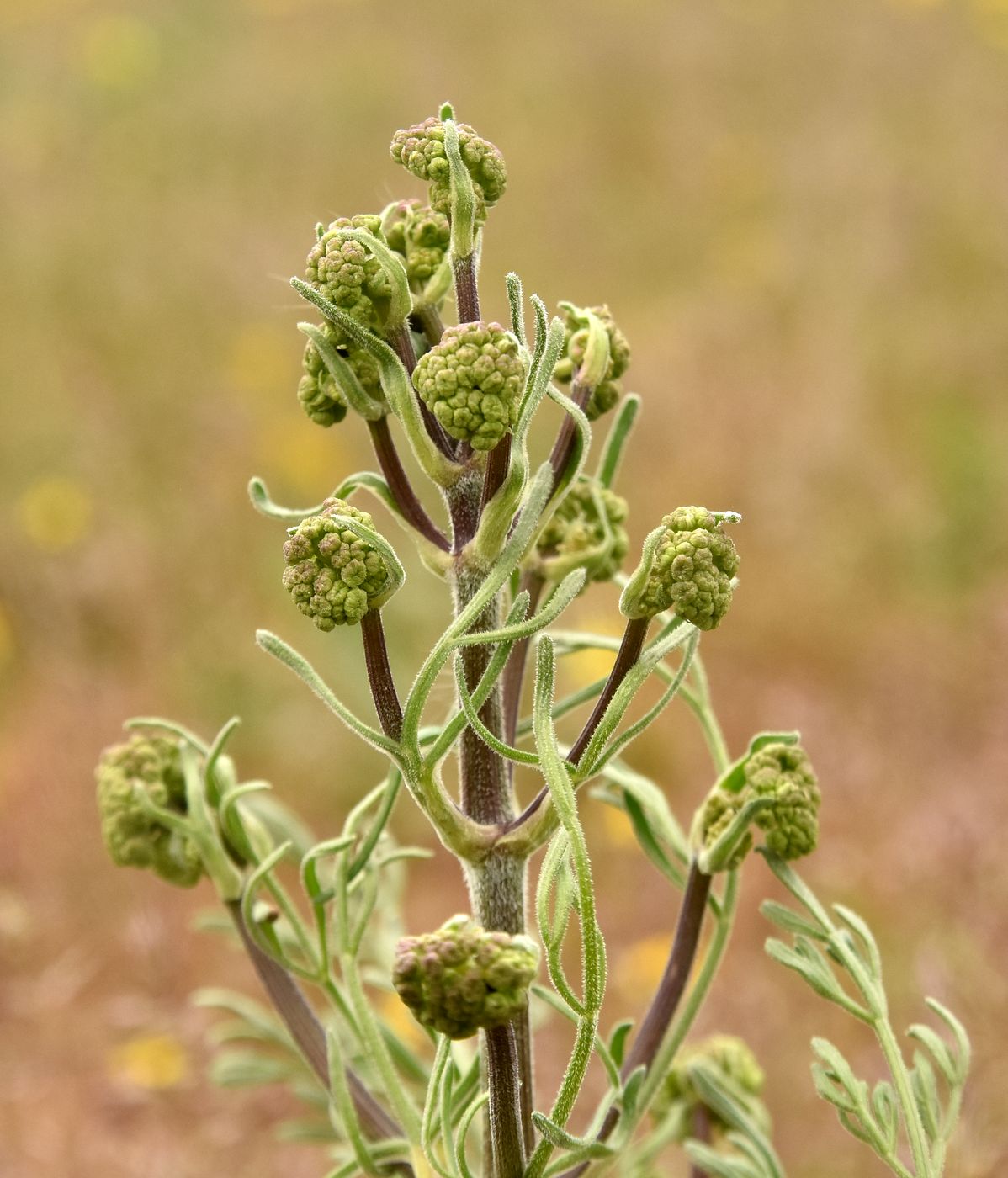 Изображение особи Prangos odontalgica.