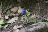 семейство Boraginaceae. Верхушка цветущего растения. Республика Адыгея, Майкопский р-н, окр. пос. Каменномостский, нижняя часть ущелья р. Мишоко, широколиственный лес (дуб), берег реки. 8 мая 2025 г.