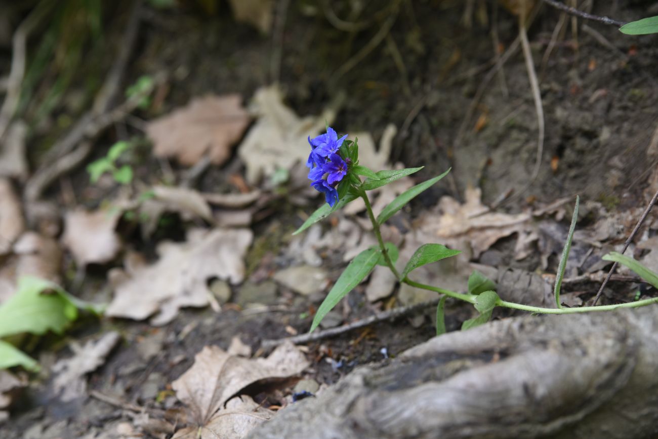 Изображение особи семейство Boraginaceae.