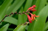 Crocosmia × crocosmiiflora