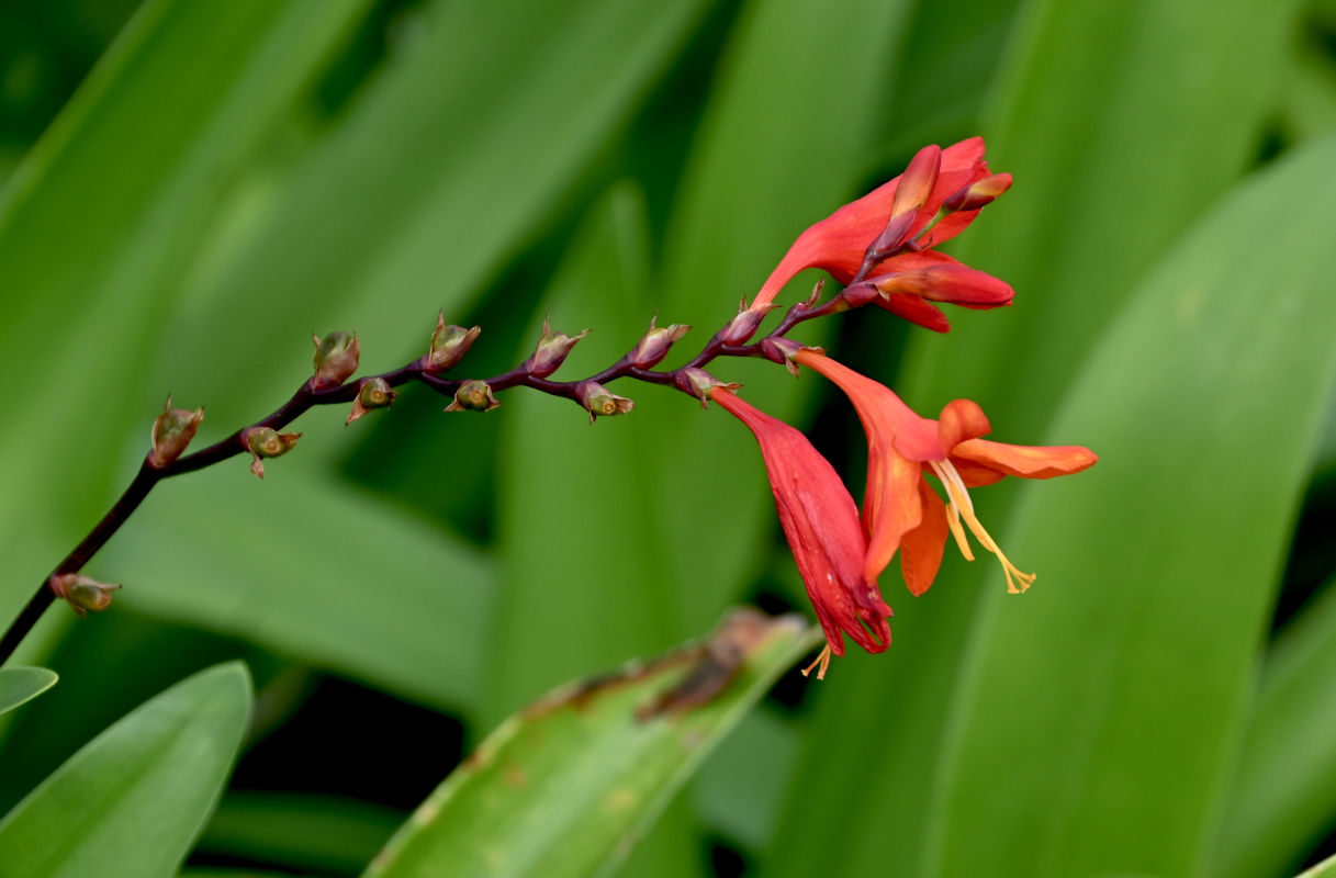 Изображение особи Crocosmia × crocosmiiflora.
