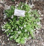 Deutzia gracilis. Цветущее растение ('Nikko'). Волгоград, Волгоградский региональный ботанический сад. 23.05.2026.