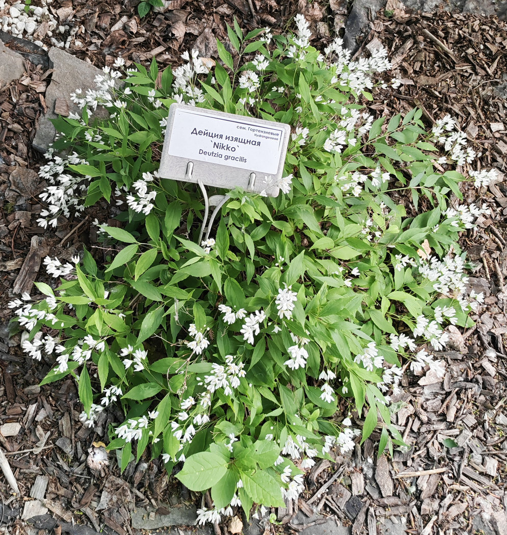 Image of Deutzia gracilis specimen.