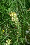 род Pedicularis. Верхушка цветущего растения. Грузия, край Самцхе-Джавахети, ок. крепости Тмогви, выс. 1370 м н.у.м., луг. 6 июня 2026 г.