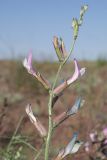 Astragalus astrachanicus