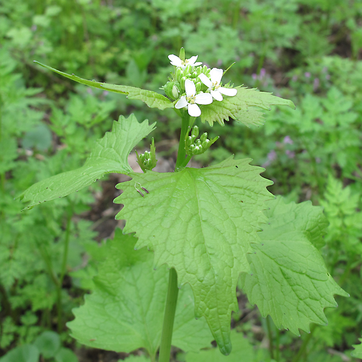 Image of Alliaria petiolata specimen.