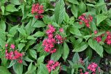 Pentas lanceolata. Верхушки цветущих растений. Китай, г. Шанхай, в культуре. 25.05.2025.