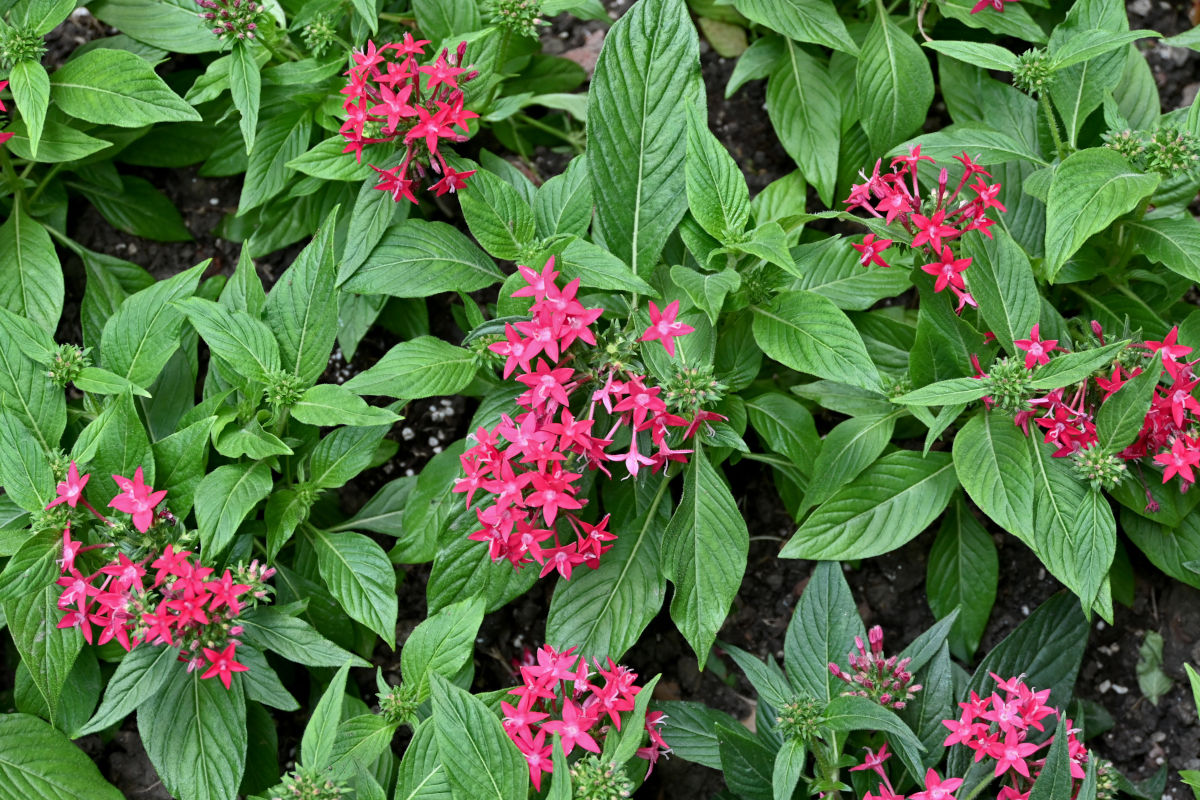 Изображение особи Pentas lanceolata.