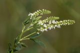 Melilotus albus