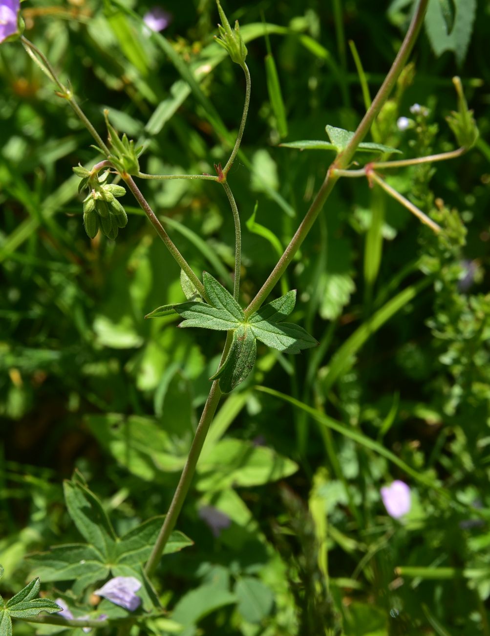 Изображение особи род Geranium.