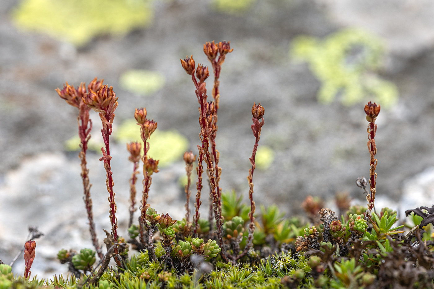 Image of Sedum tenellum specimen.