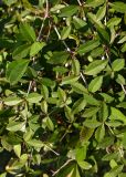Berberis pruinosa. Плодоносящие ветви. Краснодарский край, г. Сочи, парк \"Дендрарий\". 17.08.2026.