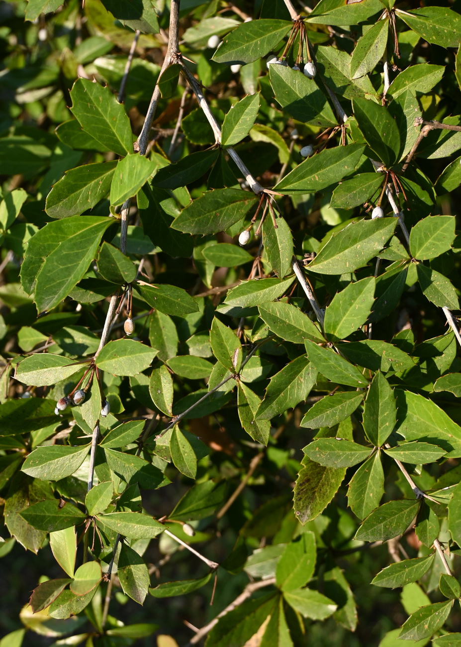 Изображение особи Berberis pruinosa.