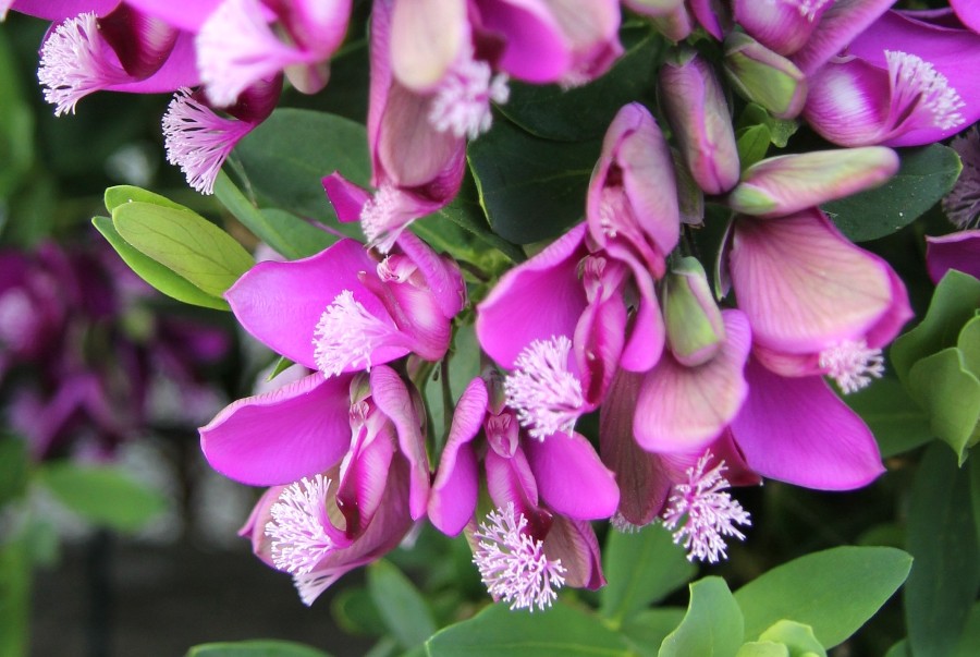 Изображение особи Polygala myrtifolia.