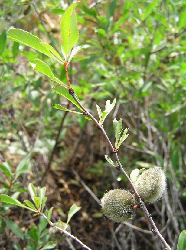 Image of Amygdalus ledebouriana specimen.