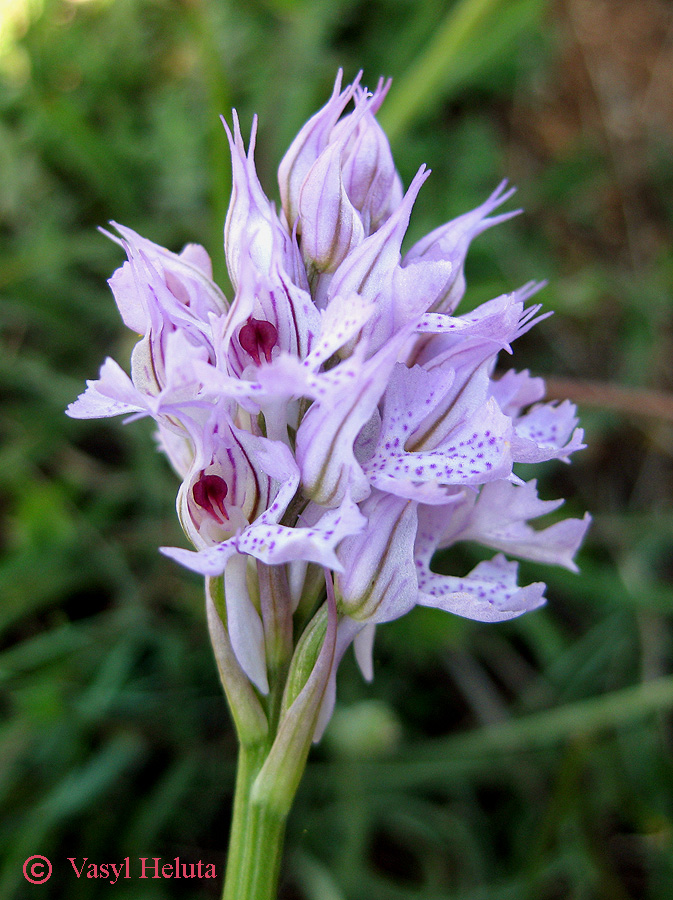 Изображение особи Neotinea tridentata.