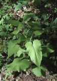 Lunaria rediviva. Цветущее растение на обочине дороги в сосново-березовом лесу. Москва, Кузьминский парк. 04.06.2011.