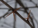 Berberis vulgaris. Тройчатые колючки. Санкт-Петербург, Старый Петергоф, парк \"Сергиевка\". 22.02.2009.