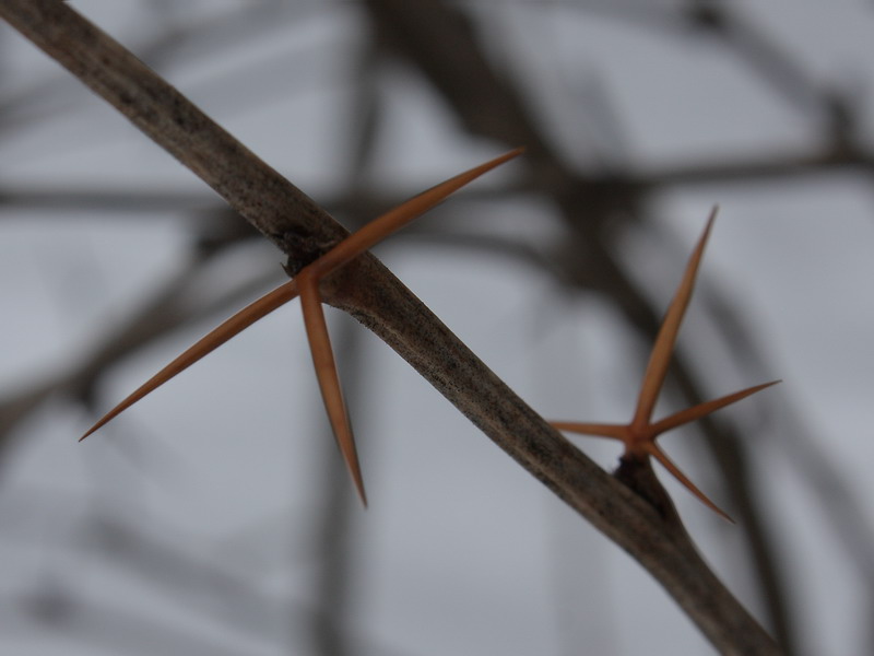 Image of Berberis vulgaris specimen.