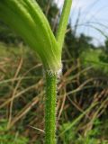 Heracleum sibiricum. Опушение стебля и основания листа. Украина, Донецкая обл., Славянский р-н, окр. с. Богородичное. 31.07.2011.